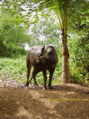 BEN_TRE-Buffle_2.JPG